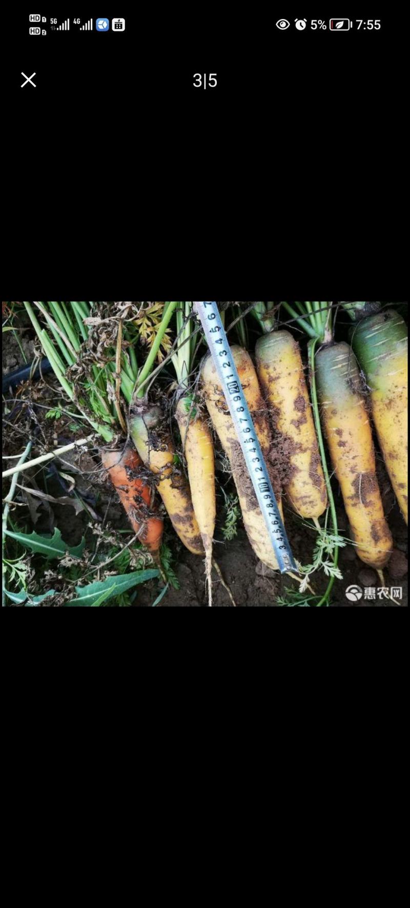 黄胡萝卜，大吨位接单，百亩基地出货，质量**按需做货，需