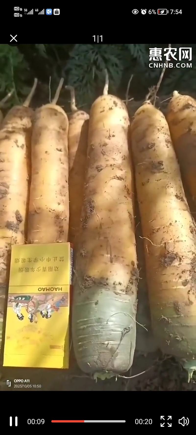 黄胡萝卜，大吨位接单，百亩基地出货，质量**按需做货，需