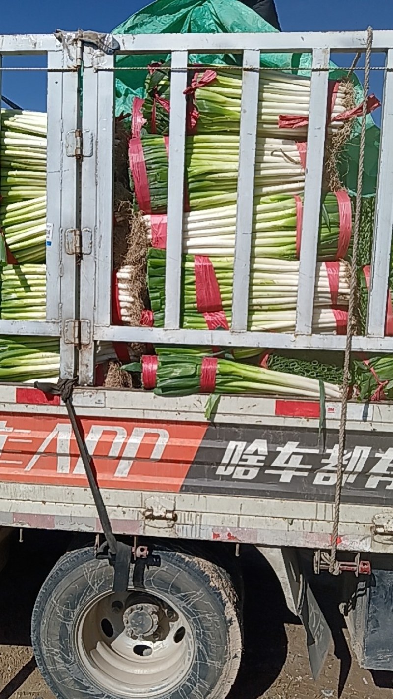 互助刚葱