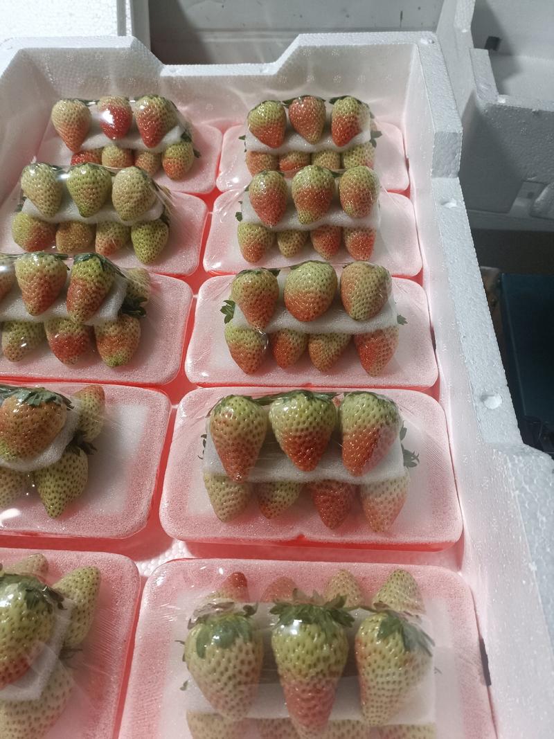 云南夏秋季商用草莓