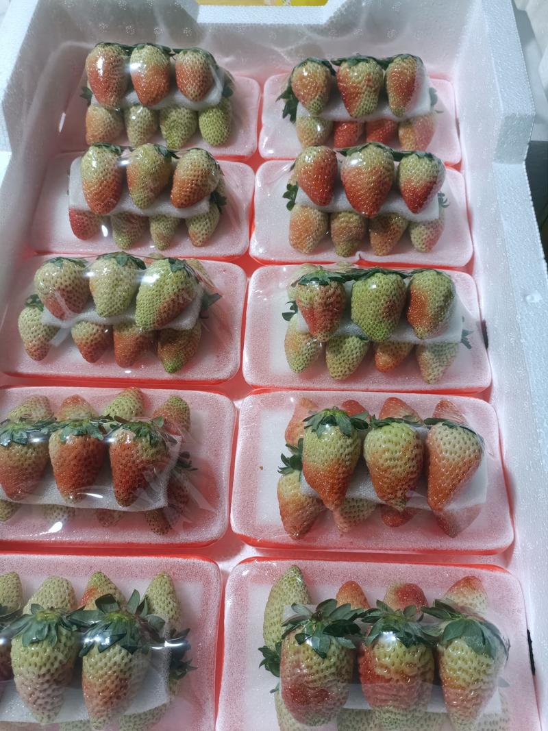云南夏秋季商用草莓