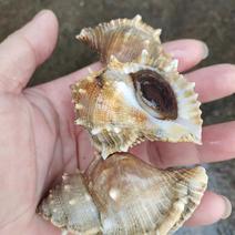 小海螺