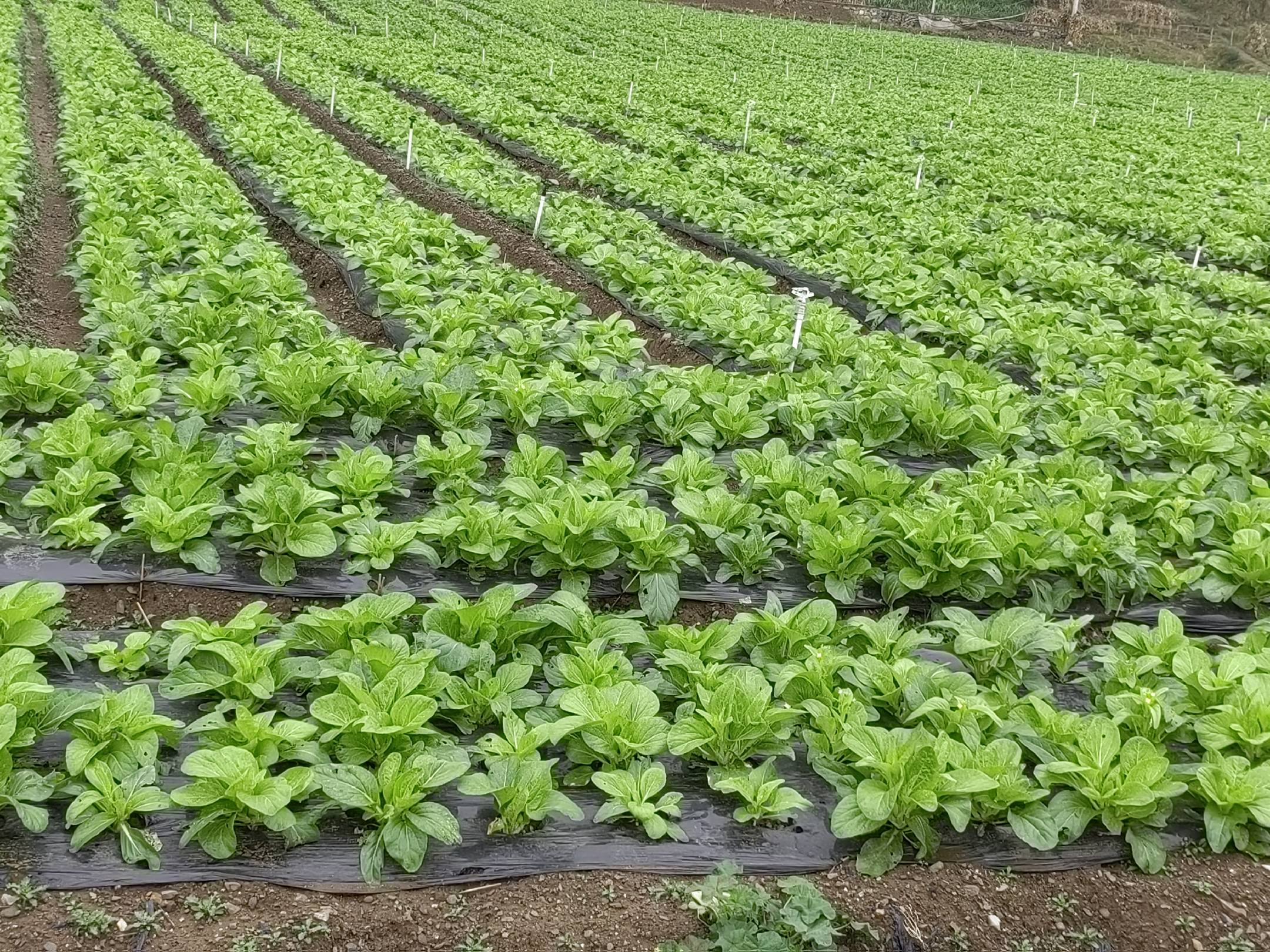 一颗白菜与一棵白菜的对比图