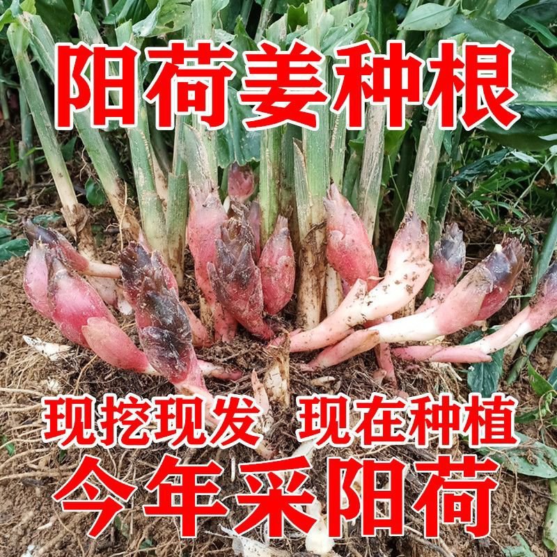阳荷种根洋荷阳霍茗荷盆栽蔬菜种子包邮新鲜洋火姜种苗洋荷姜
