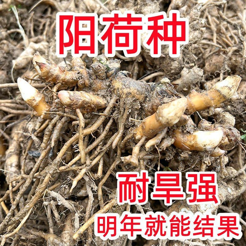 阳荷种根洋荷阳霍茗荷盆栽蔬菜种子包邮新鲜洋火姜种苗洋荷姜