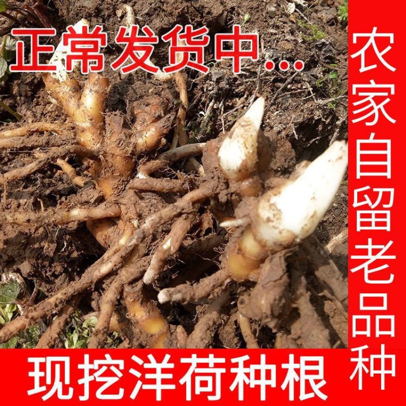 阳荷种根洋荷阳霍茗荷盆栽蔬菜种子包邮新鲜洋火姜种苗洋荷姜