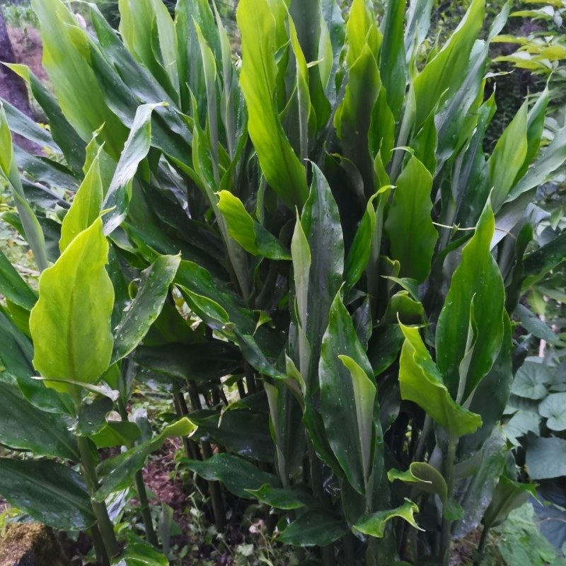 阳荷种根洋荷阳霍茗荷盆栽蔬菜种子包邮新鲜洋火姜种苗洋荷姜