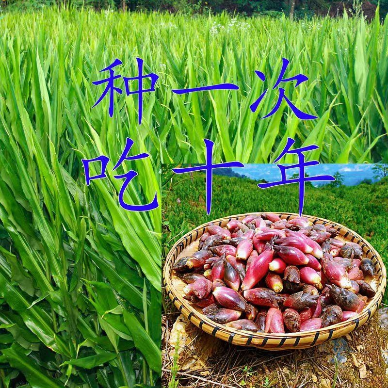 阳荷种根洋荷阳霍茗荷盆栽蔬菜种子包邮新鲜洋火姜种苗洋荷姜