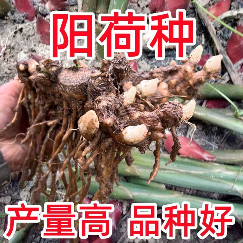 阳荷种根洋荷阳霍茗荷盆栽蔬菜种子包邮新鲜洋火姜种苗洋荷姜