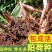 阳荷种根洋荷阳霍茗荷盆栽蔬菜种子包邮新鲜洋火姜种苗洋荷姜