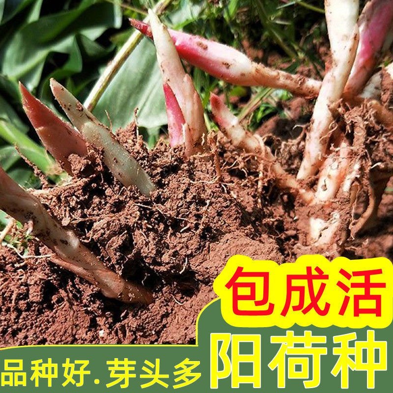 阳荷种根洋荷阳霍茗荷盆栽蔬菜种子包邮新鲜洋火姜种苗洋荷姜