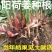 阳荷姜种根阳荷阳根洋河姜种根