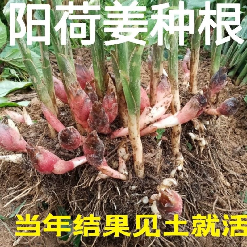 阳荷姜种根阳荷阳根洋河姜种根