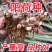 阳荷姜种根阳荷阳根洋河姜种根