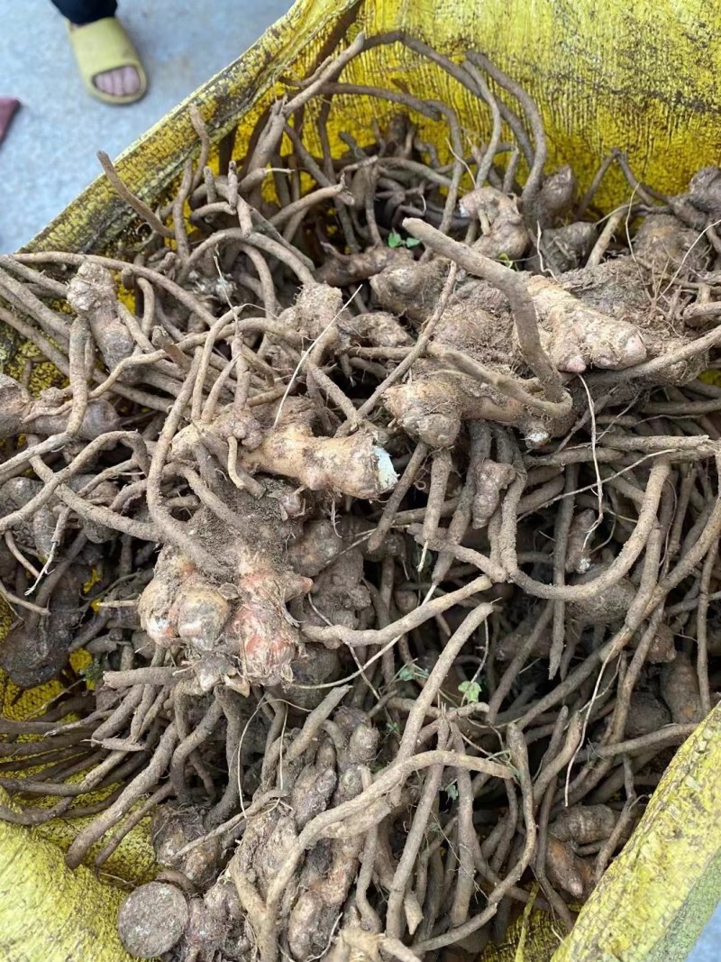 阳荷姜种根阳荷阳根洋河姜种根