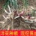 洋荷姜种根现挖现发成活率高洋何种子根
