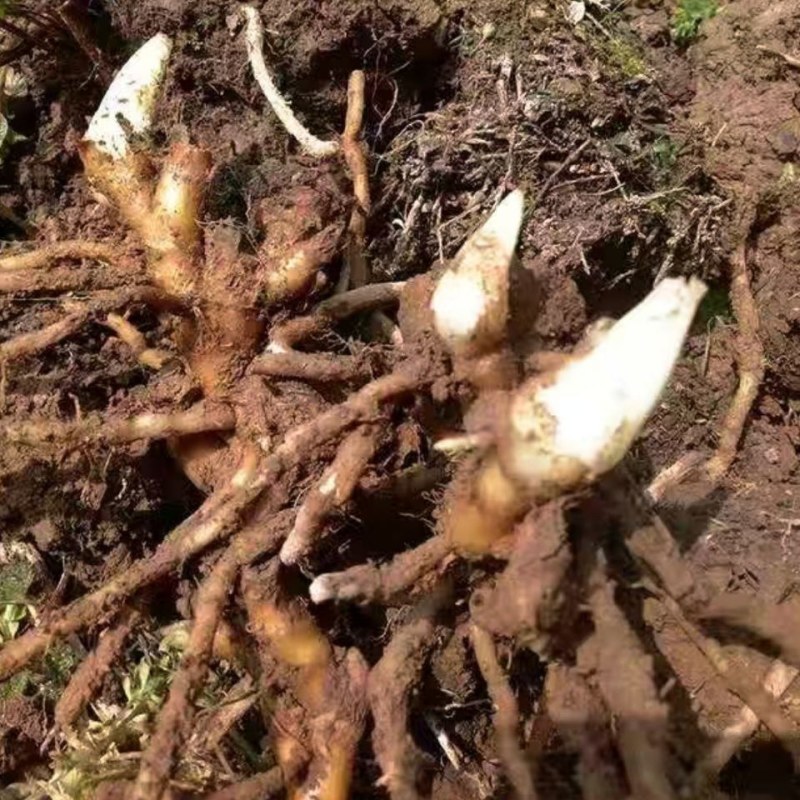 洋荷姜种根现挖现发成活率高洋何种子根