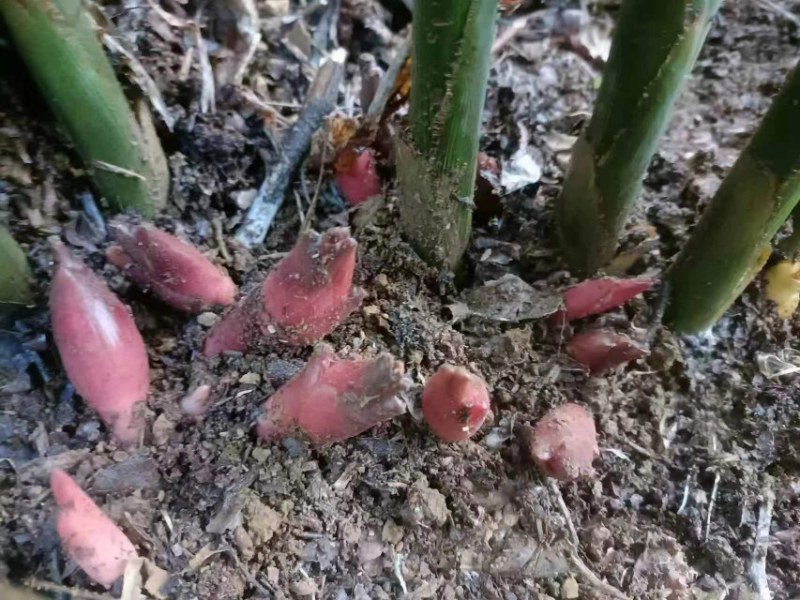 洋荷姜种根现挖现发成活率高洋何种子根