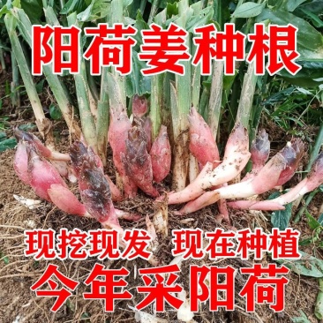 洋荷姜种根阳荷洋火现挖现发洋荷种阳荷姜种根