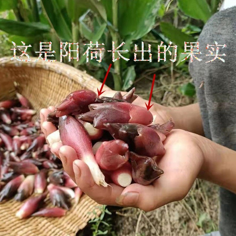 洋荷姜种根阳荷洋火现挖现发洋荷种阳荷姜种根