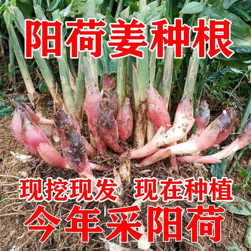 洋荷姜种根阳荷洋火现挖现发洋荷种阳荷姜种根