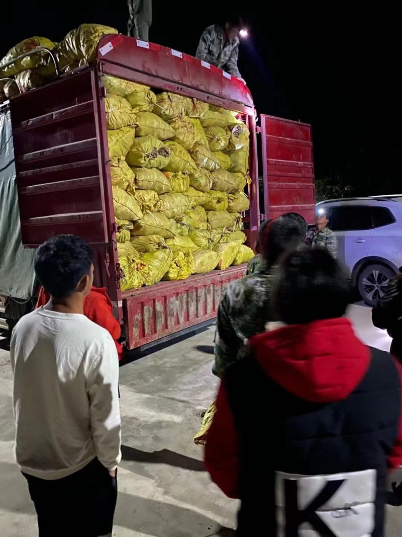 洋荷姜种根阳荷洋火现挖现发洋荷种阳荷姜种根