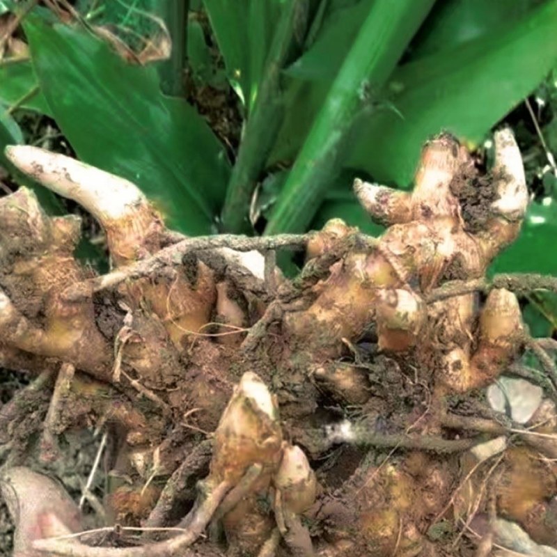 洋荷姜种根阳荷洋火现挖现发洋荷种阳荷姜种根