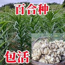 食用百合种球种食用百合新鲜阳台种植可盆栽宜兴百合种球卷丹