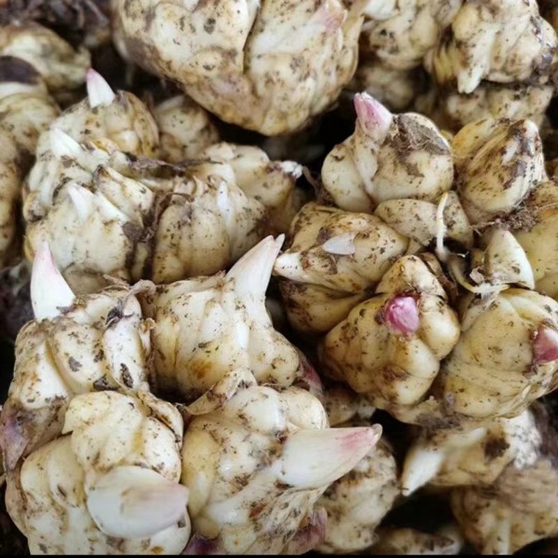 食用百合种球种食用百合新鲜阳台种植可盆栽宜兴百合种球卷丹