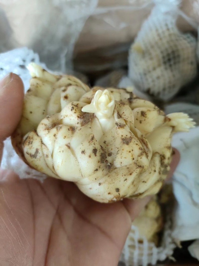 食用百合种球种食用百合新鲜阳台种植可盆栽宜兴百合种球卷丹