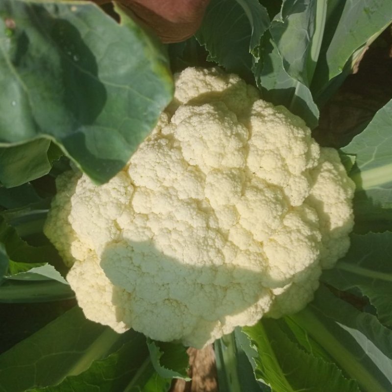 有机花菜