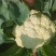 有机花菜