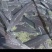 专业人工养殖鲟鱼可供应大型商超