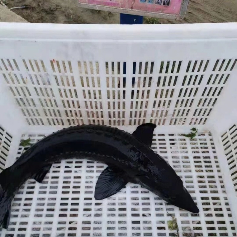 专业人工养殖鲟鱼可供应大型商超