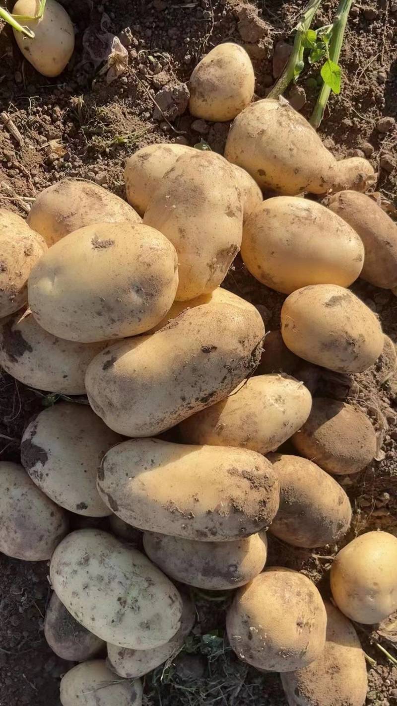 陆地精品土豆大量供应！品种齐全需要联系！