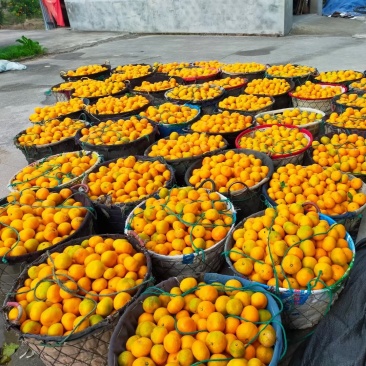 宫川早熟已上市，货量有限