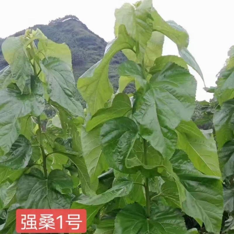 强桑一号，农桑14，叶子厚大营养高，易摘叶