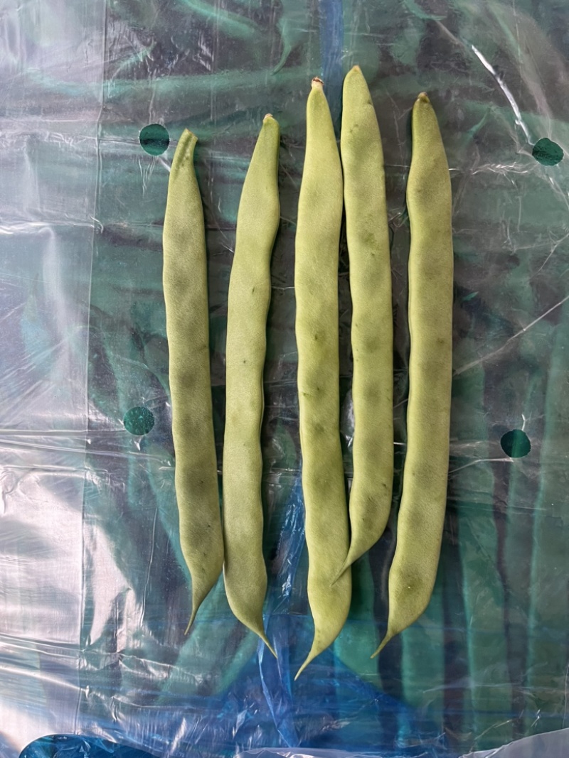 青扁豆，芸豆，大扁，大量上市中，供应批发超市零售