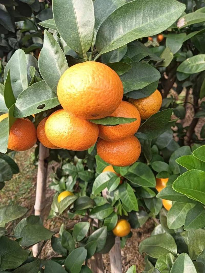 代办金秋沙糖生干罗汉果，迟橙