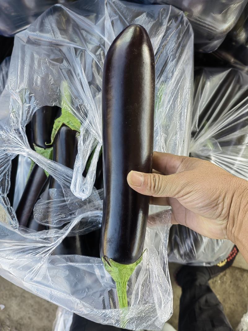 基地烧烤黑长茄大量现货，超市电商平台加工厂**