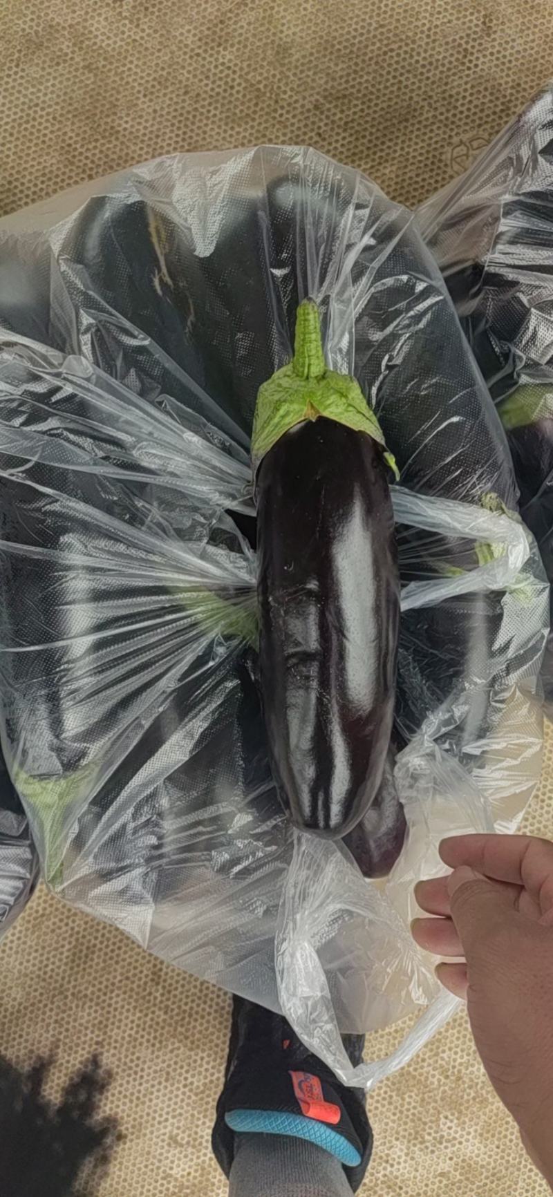 基地烧烤黑长茄大量现货，超市电商平台加工厂**