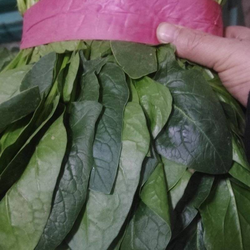 大叶菠菜，一手货源，可地头装货，欢迎合作！，质量保证！