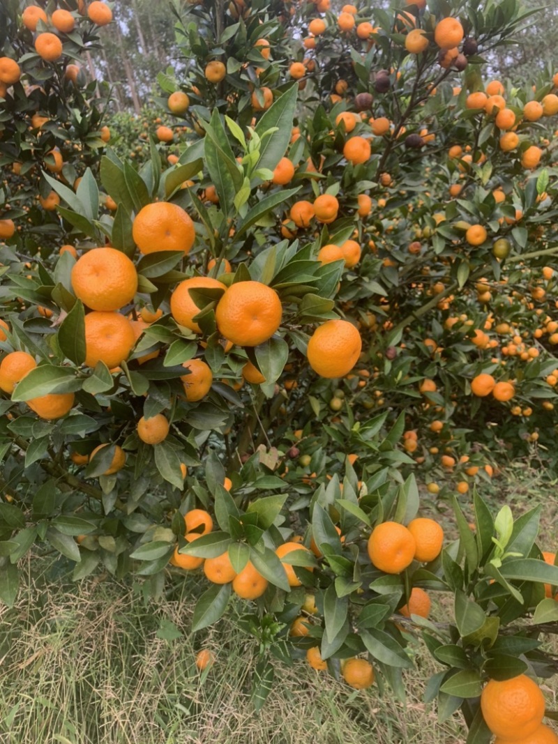 鹿寨南丰蜜橘