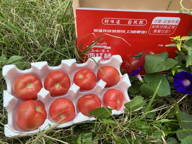 【品质果】米易露天番茄沙瓢番茄原生态包邮一件代发