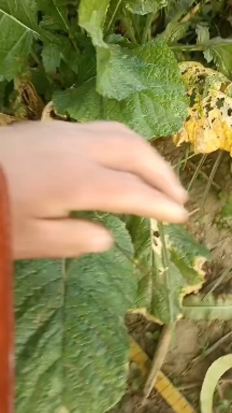 河北威县芥菜大量上市中有需要联系我哦，二本光头