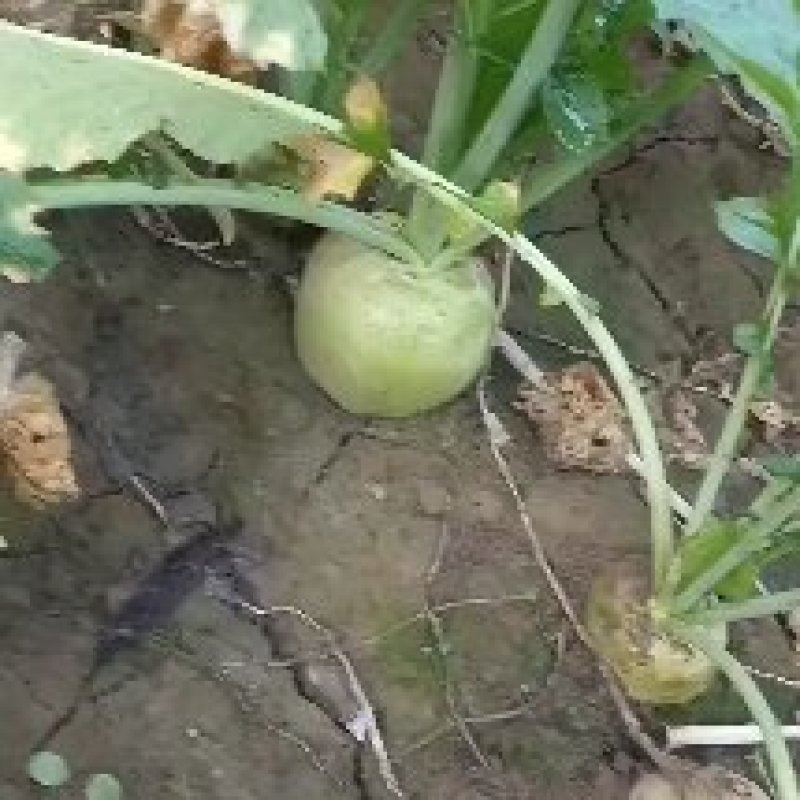 河北威县芥菜大量上市中有需要联系我哦，二本光头