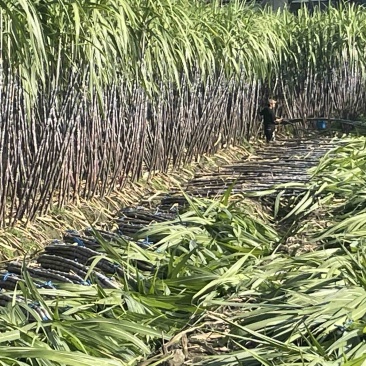 自家种植甘蔗50余亩