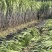 自家种植甘蔗50余亩