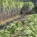 自家种植甘蔗50余亩