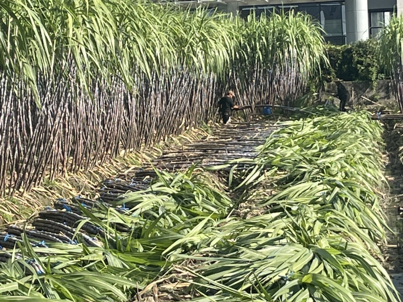 冬季甘蔗地覆盖秸秆示意图